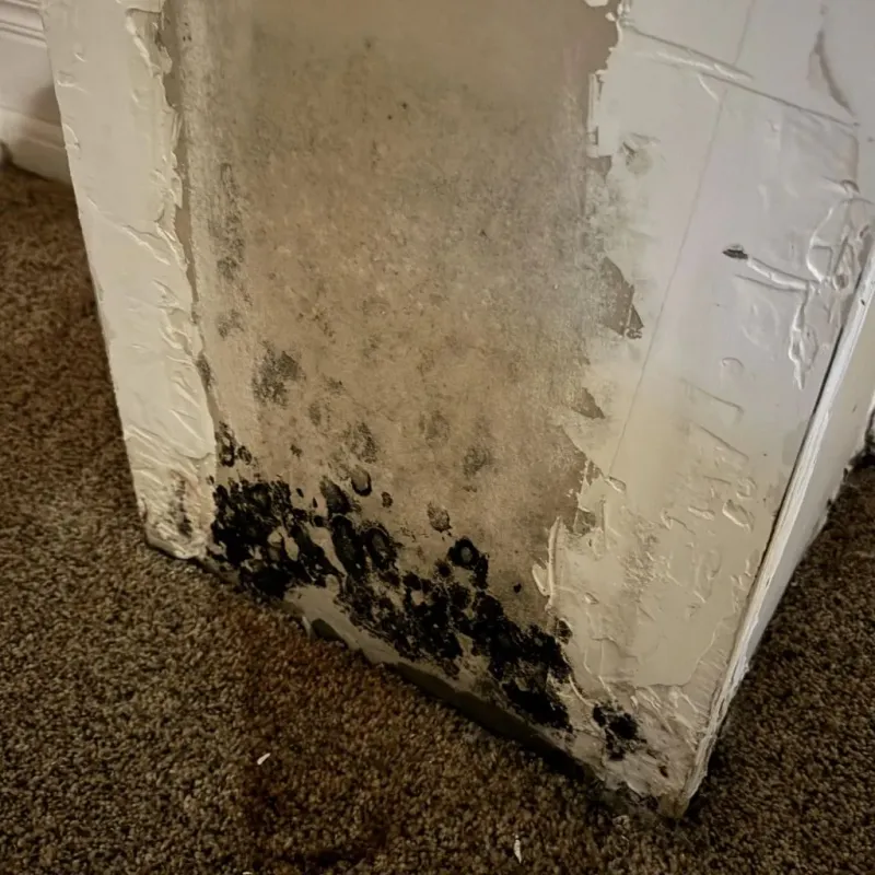 Professional Mold Removal in Drew, MS
